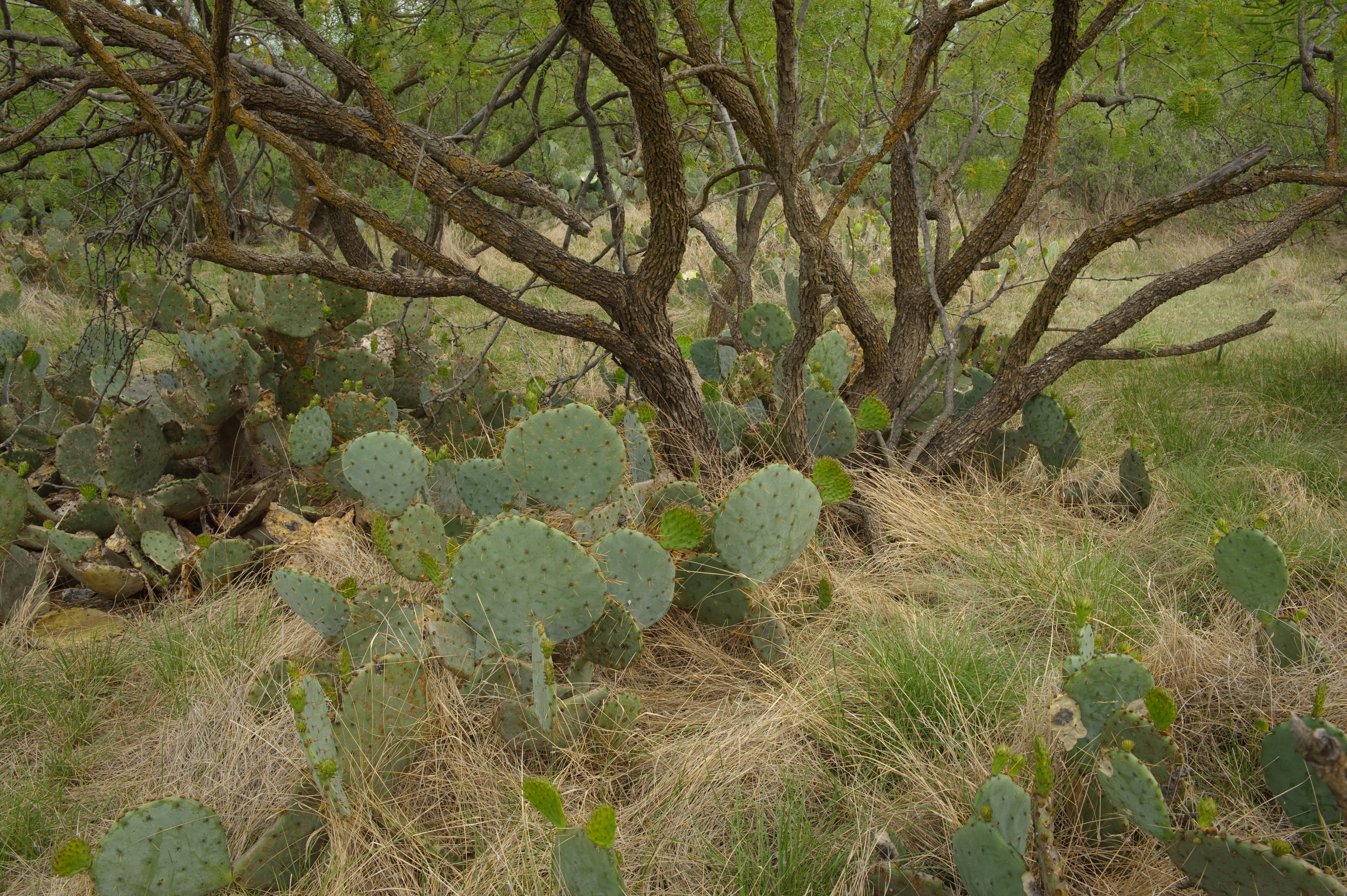 Mesquite, prickly pear and brush on a ranch property in Albany, Texas